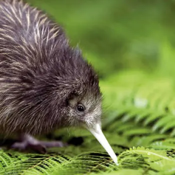 Kiwi’s op Kapiti Island