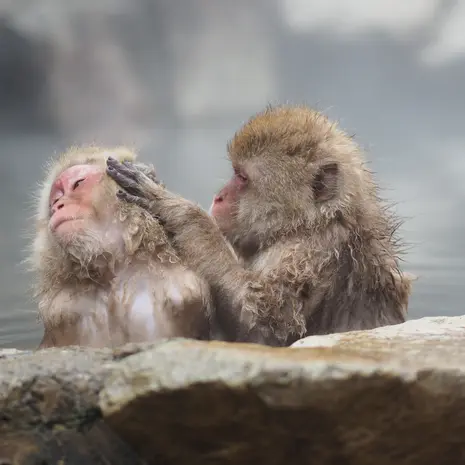 Makaken genieten in het warme water bij Shibu Onsen, Japan
