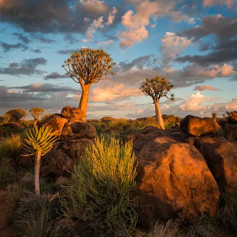 Namibia-QuiverTreeForest(12)