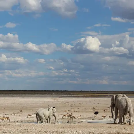 Olifanten op de vlaktes van Etosha in Namibië