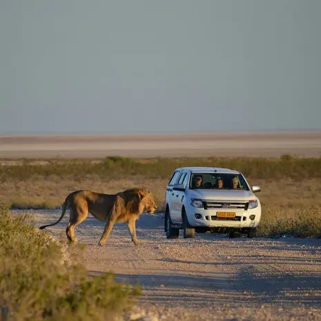 Langs wilde dieren tijdens je autorondreis Namibie