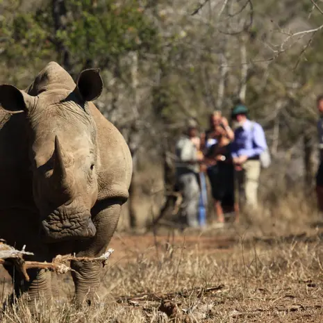 Overnacht in Ndovu Restcamp en maak een mooie safari