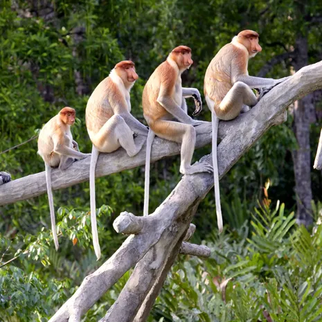 Neusapen in Borneo, Maleisie