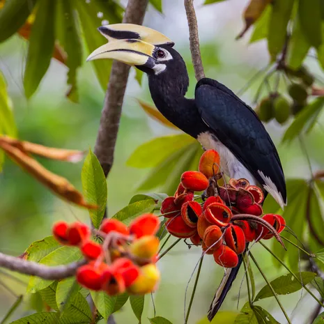 neushoornvogel in borneo, maleisie
