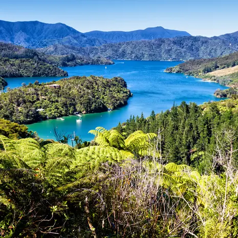De groene omgeving van de Marlborough Sounds, Nieuw-Zeeland