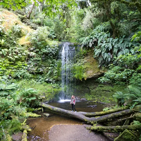 Bossen en waterval The Catlins, Nieuw-Zeeland: