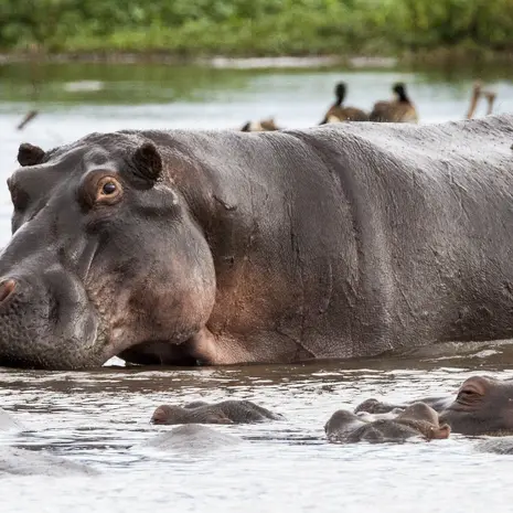 Nijlpaarden dobberen rond in Lake Manyara