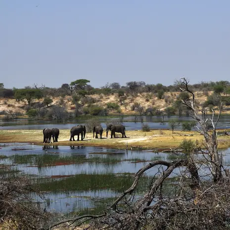 Olifanten spotten tijdens de safari in de Okavango Delta