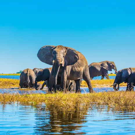 Olifanten spotten tijdens je rondreis Botswana