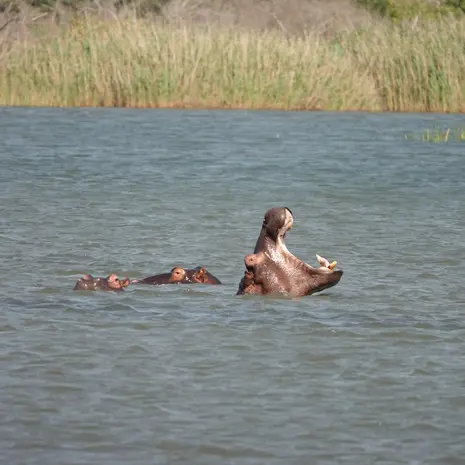 Op safari in ISimangaliso Wetlands Park, nijlpaarden