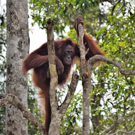 Orang-oetans in het wild spotten op Kalimantan, Indonesisch Borneo