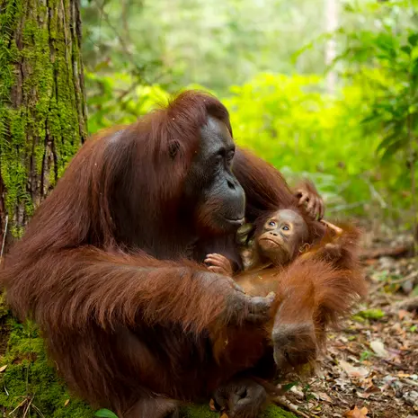 Orang-oetans in Bukit Lawang, Sumatra
