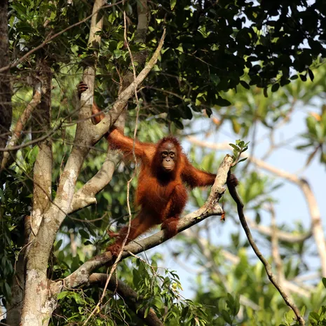 Orang-oetans in de jungle van Kalimantan, Indonesisch Borneo