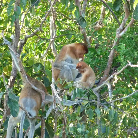 Apen in de bomen tijdens de kanotocht, Kalimantan, Indonesië