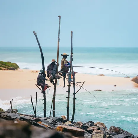 Paalvissers in Sri Lanka