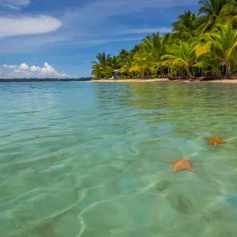 Rode zeesterren bij Bocas del Toro - Panama