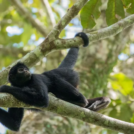 Aap in de jungle in Tambopata, Peru