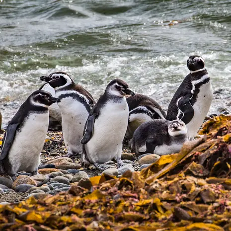 Pinguïns spotten in Zuid-Chili