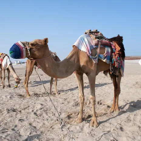 Tips voor een reis naar Qatar