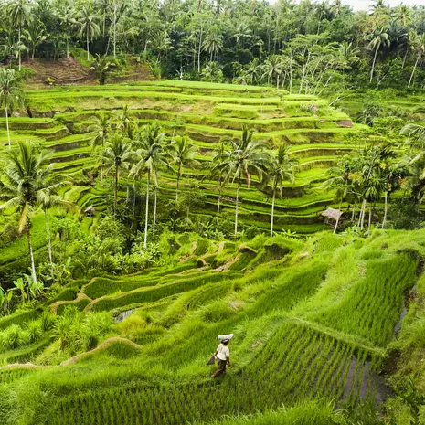 Wandelen in de rijstvelden van Indonesië