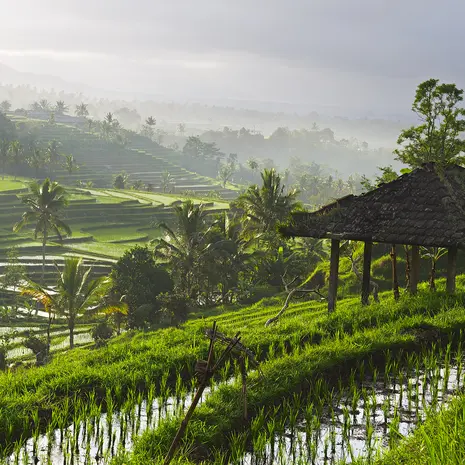 Rijstvelden in Ubud, Bali