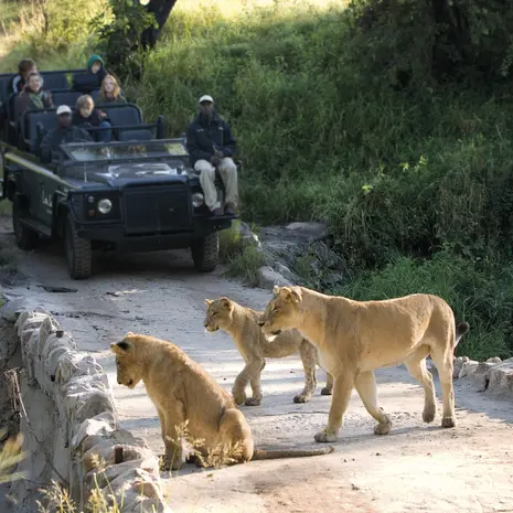 Sabi-Sands-leeuwen(8)
