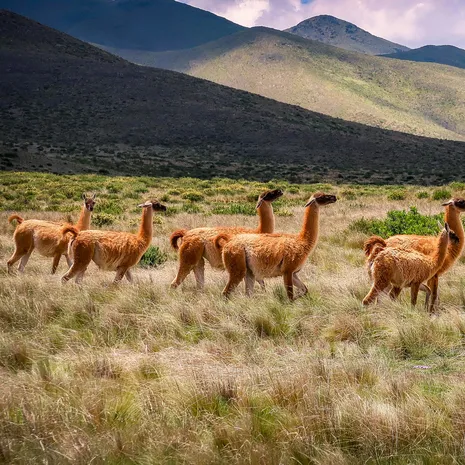 Alpaca's in de buurt van Salta, Argentinië
