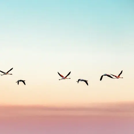 Flamingo's in San Pedro de Atacama