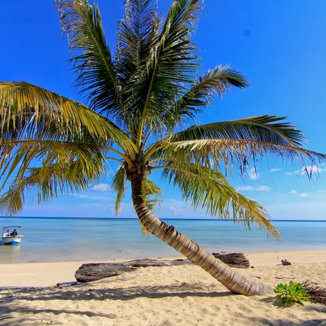 Palmbomen in Indonesië