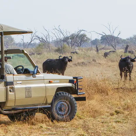 Op safari in Savuti Botswana