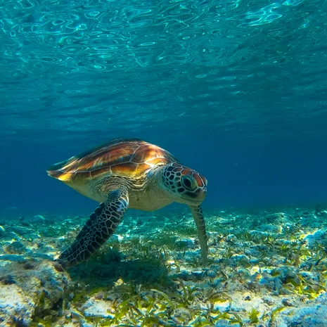 Spot zeeschildpadden bij Lombok