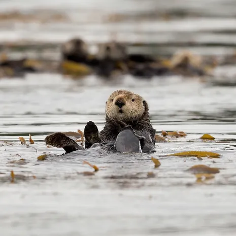 Zee otters in Canada