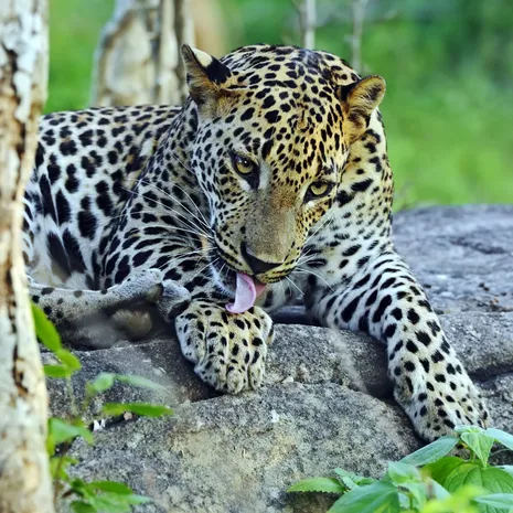 Wildlife, luipaarden spotten in het Yala National Park