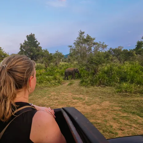 Op olifantensafari in Sri Lanka