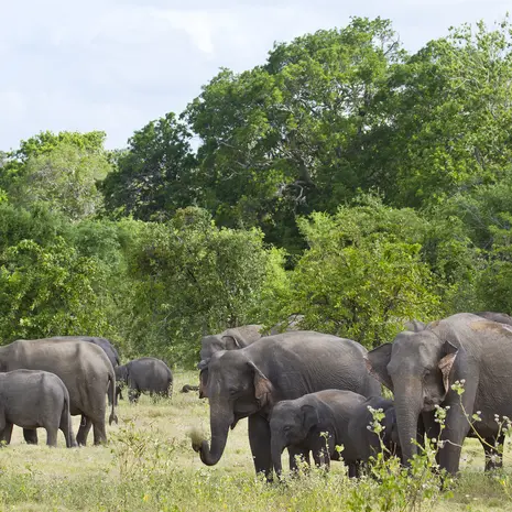 Olifanten spotten in Sri Lanka