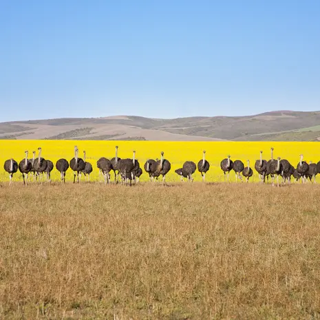 Struisvogels op pad in Zuid-Afrika