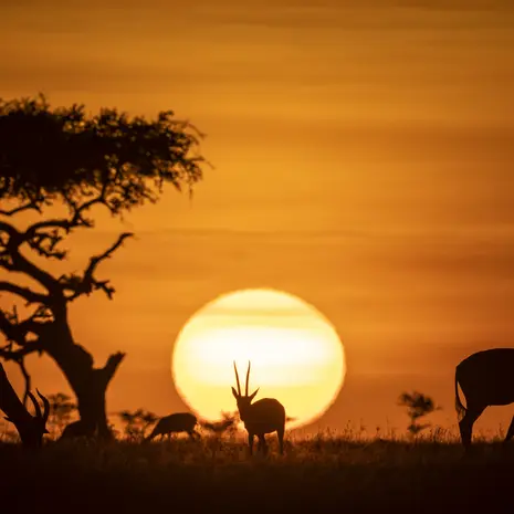 Op safari in Kenia!