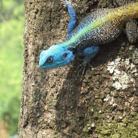 Gekleurde reptielen in eSwatini, Swaziland