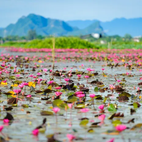 Lotusbloemen bij Phattalung in Zuid-Thailand