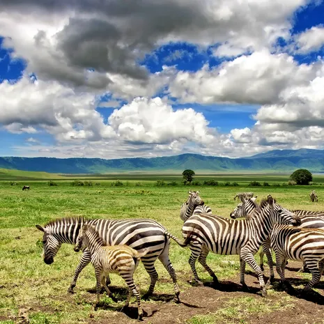 Zebra's en gnoes in de ngorongoro krater