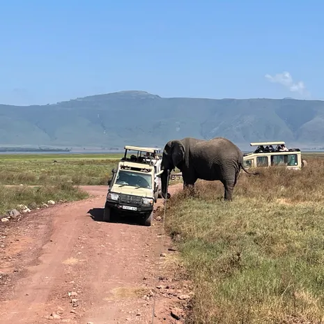 Op safari door de Ngorongoro in Tanzania
