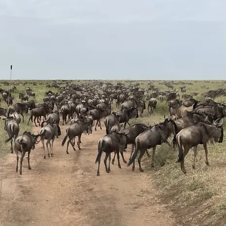 Wildebeesten tijdens de migratie in de Serengeti