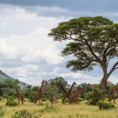 Tanzania Giraffe
