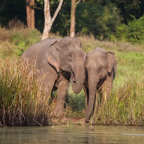 Olifanten spotten in Khao Yai Nationaal Park in Thailand