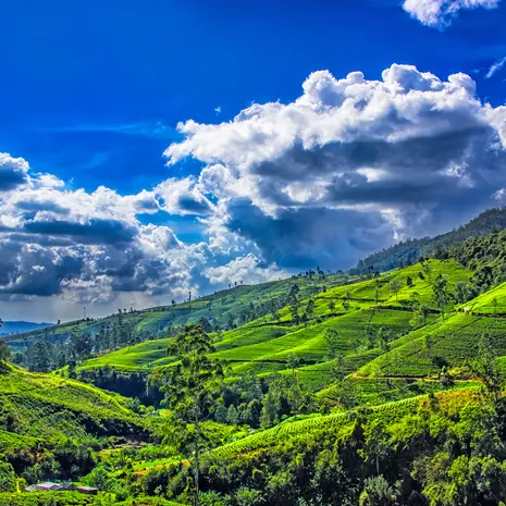 De theevelden van Nuwara Eliya