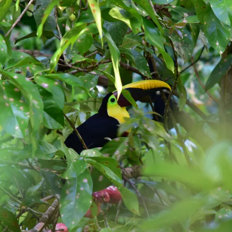 Corcovado National Park