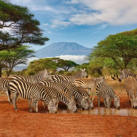 Zebra's bij de waterdrinkplaats in Tsavo National Park, Kenia