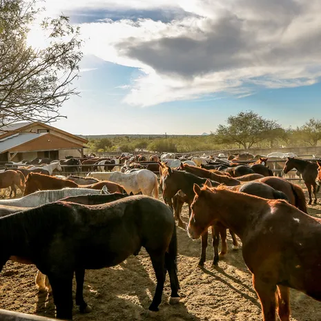 Ga Paardrijden op de Ranch en in de omgeving van Tucson, Amerika
