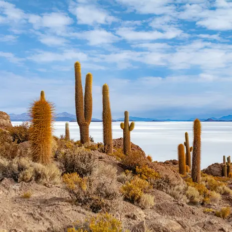 Cactussen op de zoutvlakte van Uyuni in Bolivia