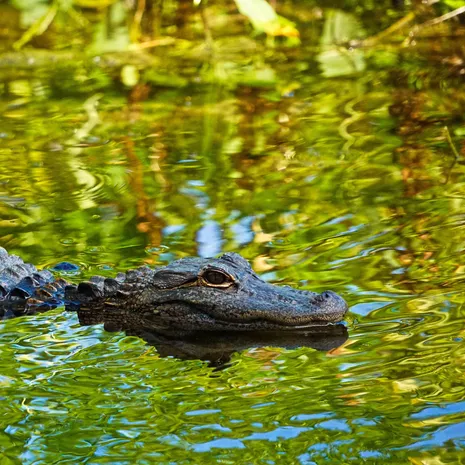 VerenigdeStaten-Rockies-WakullaSprings-krokodil